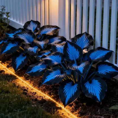 Fast-Growing Giant Alocasia Bulbs✨The Ultimate Statement Plant for Home Decor