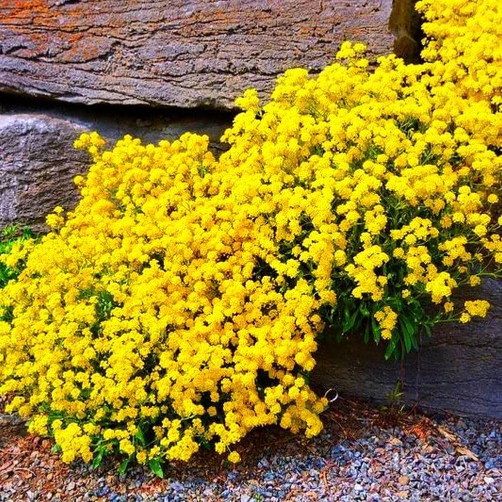 Creeping Thyme Seeds for Four Seasons✨Create Your Perfect Lawn Here🌼Tread On Me Evergreen Groundcover Collection