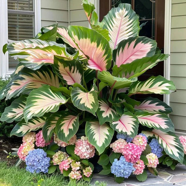 Fast-Growing Giant Alocasia Bulbs✨The Ultimate Statement Plant for Home Decor