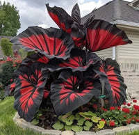 Scarlet Shadow