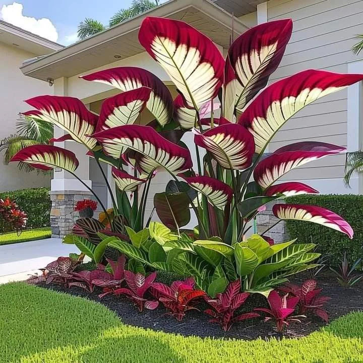 Fast-Growing Giant Alocasia Bulbs✨The Ultimate Statement Plant for Home Decor