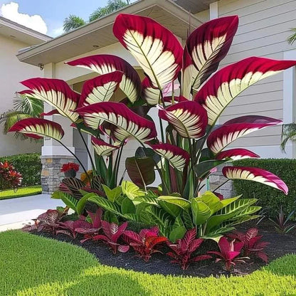 Fast-Growing Giant Alocasia Bulbs✨The Ultimate Statement Plant for Home Decor