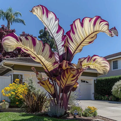 Fast-Growing Giant Alocasia Bulbs✨The Ultimate Statement Plant for Home Decor