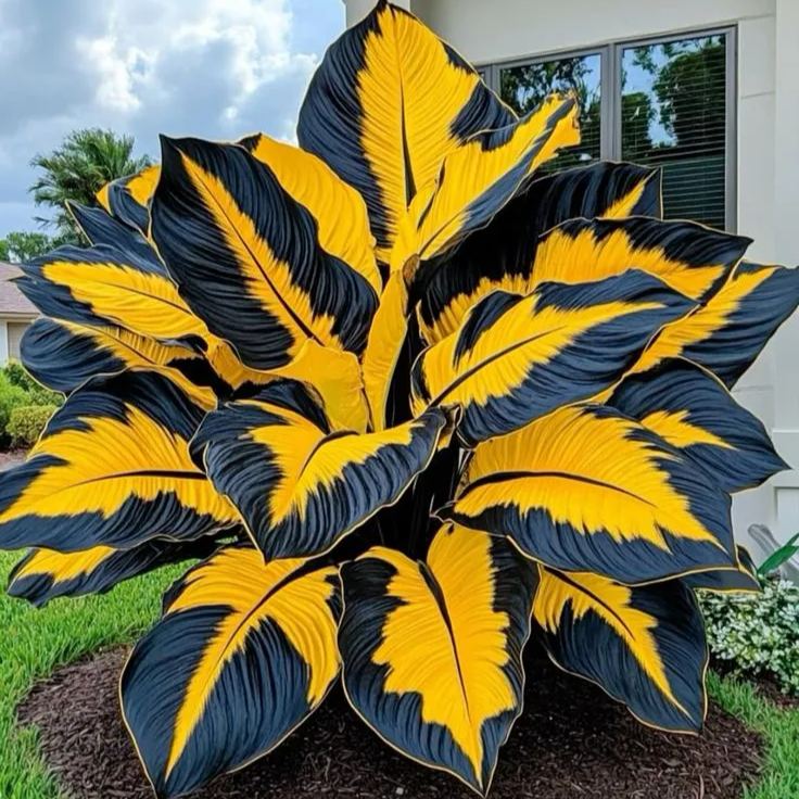 Fast-Growing Giant Alocasia Bulbs✨The Ultimate Statement Plant for Home Decor