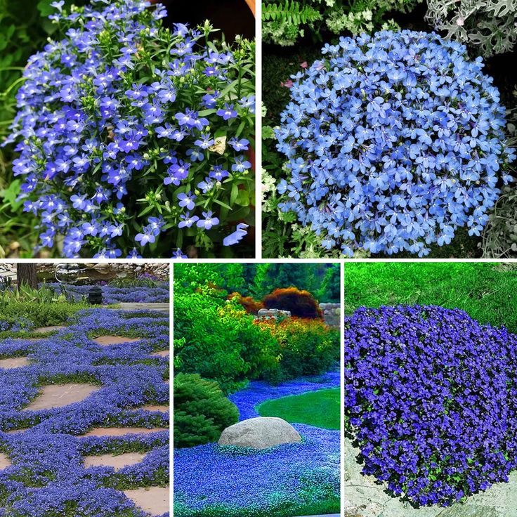 Creeping Thyme Seeds for Four Seasons✨Create Your Perfect Lawn Here🌼Tread On Me Evergreen Groundcover Collection
