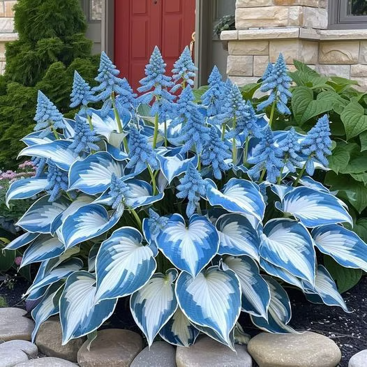 Fast-Growing Giant Alocasia Bulbs✨The Ultimate Statement Plant for Home Decor