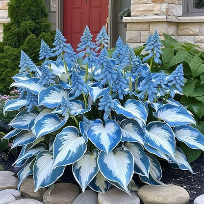 Fast-Growing Giant Alocasia Bulbs✨The Ultimate Statement Plant for Home Decor