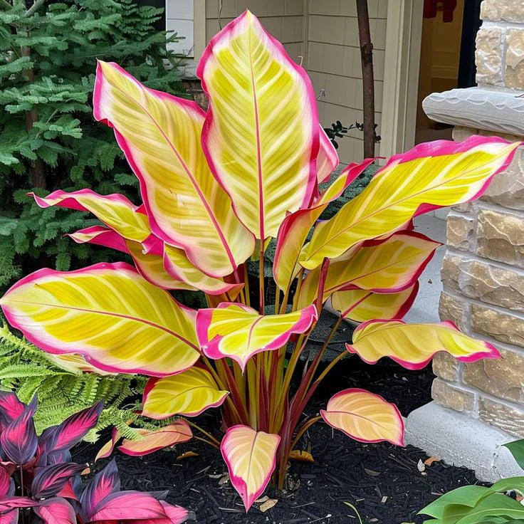 Fast-Growing Giant Alocasia Bulbs✨The Ultimate Statement Plant for Home Decor