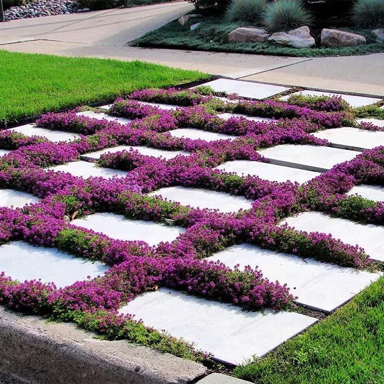 Creeping Thyme Seeds for Four Seasons✨Create Your Perfect Lawn Here🌼Tread On Me Evergreen Groundcover Collection