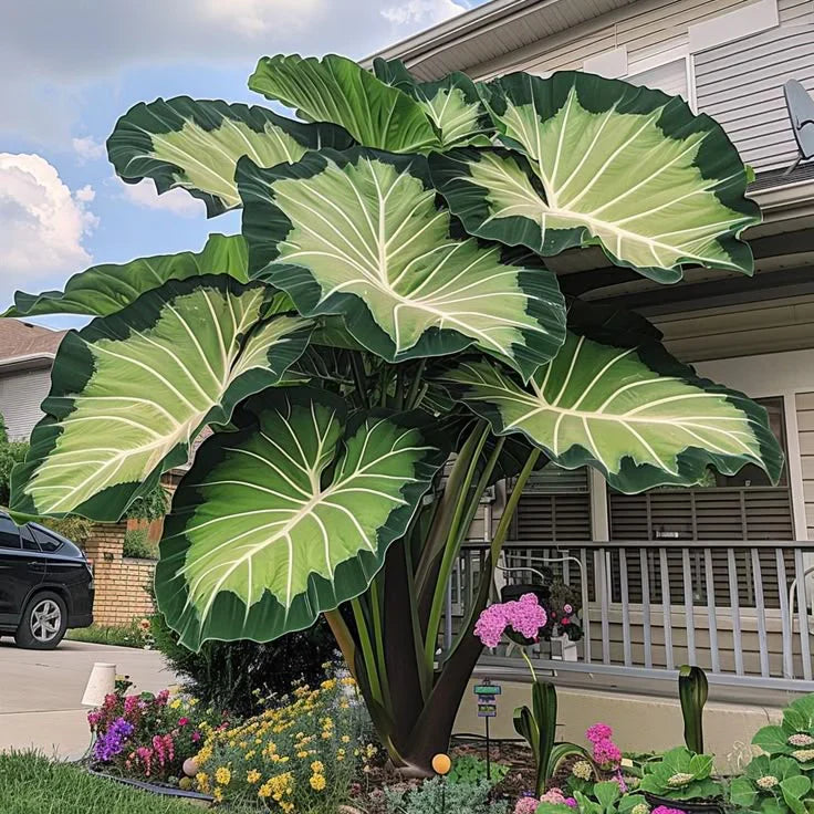 Fast-Growing Giant Alocasia Bulbs✨The Ultimate Statement Plant for Home Decor