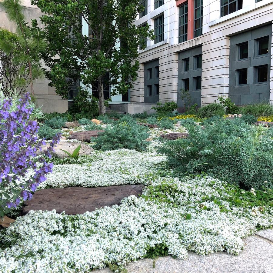 Creeping Thyme Seeds for Four Seasons✨Create Your Perfect Lawn Here🌼Tread On Me Evergreen Groundcover Collection