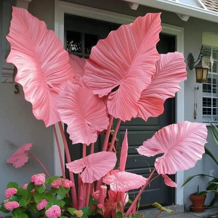 Fast-Growing Giant Alocasia Bulbs✨The Ultimate Statement Plant for Home Decor