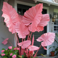 Blush Coral