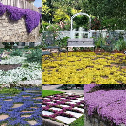 Creeping Thyme Seeds for Four Seasons✨Create Your Perfect Lawn Here🌼Tread On Me Evergreen Groundcover Collection
