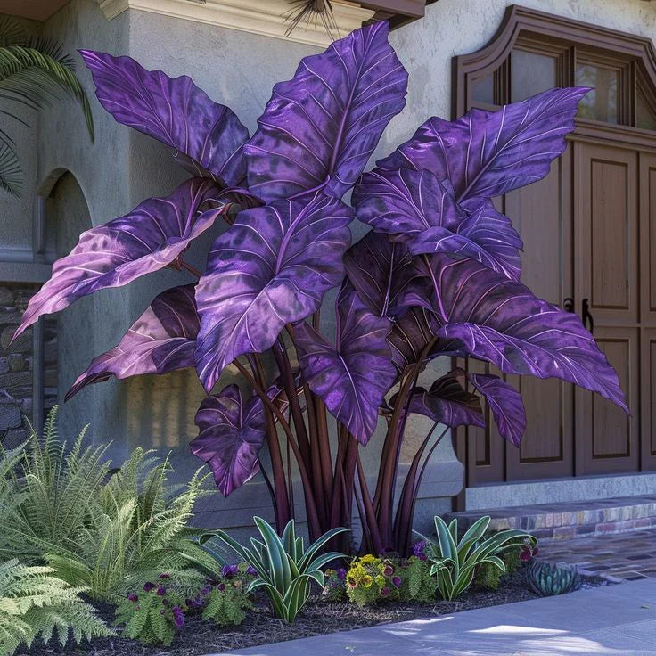 Fast-Growing Giant Alocasia Bulbs✨The Ultimate Statement Plant for Home Decor
