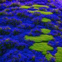 Deep Blue
