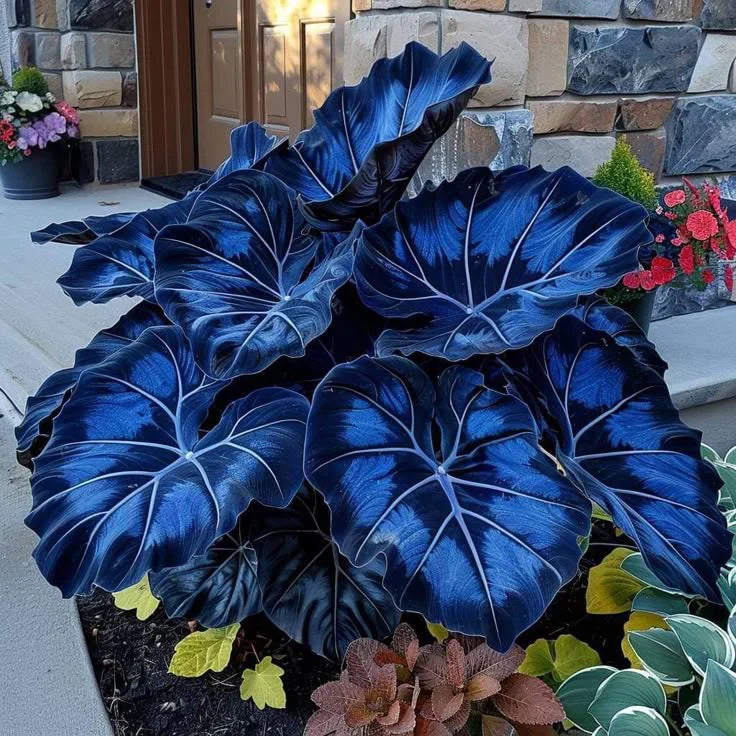 Fast-Growing Giant Alocasia Bulbs✨The Ultimate Statement Plant for Home Decor