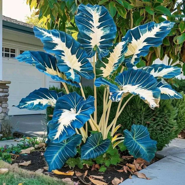 Fast-Growing Giant Alocasia Bulbs✨The Ultimate Statement Plant for Home Decor