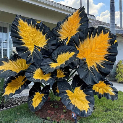 Fast-Growing Giant Alocasia Bulbs✨The Ultimate Statement Plant for Home Decor