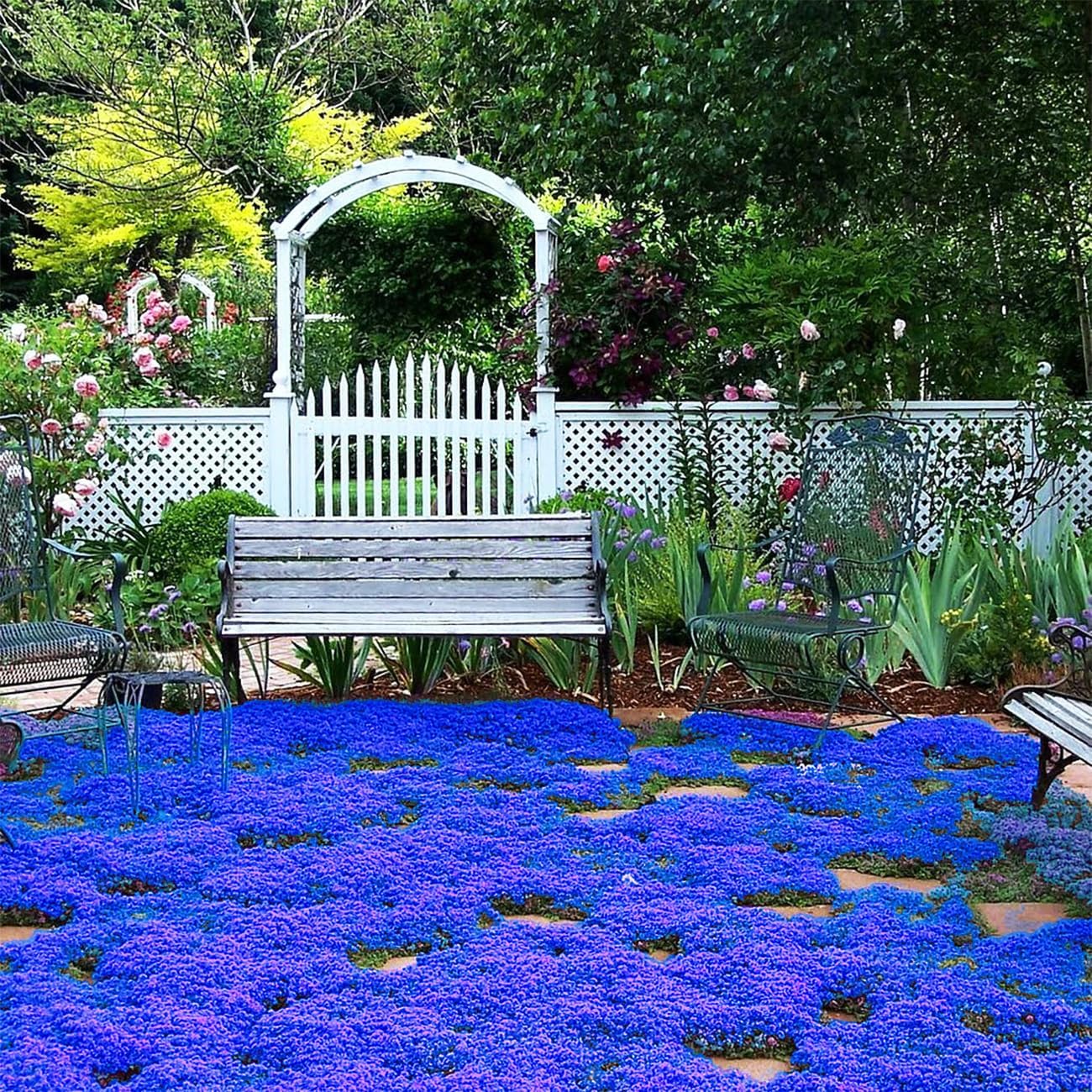 Creeping Thyme Seeds for Four Seasons✨Create Your Perfect Lawn Here🌼Tread On Me Evergreen Groundcover Collection