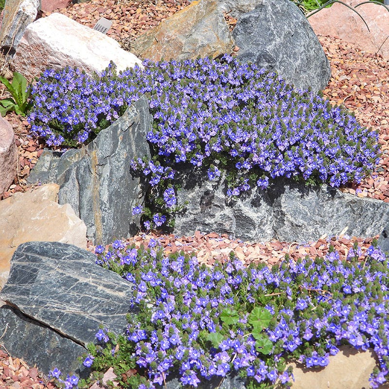 Creeping Thyme Seeds for Four Seasons✨Create Your Perfect Lawn Here🌼Tread On Me Evergreen Groundcover Collection