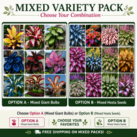 Option A 🔥Mixed Colors*9(Giant Alocasia Bulbs)-VIP Priority Packing