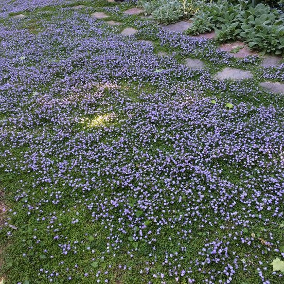 Creeping Thyme Seeds for Four Seasons✨Create Your Perfect Lawn Here🌼Tread On Me Evergreen Groundcover Collection