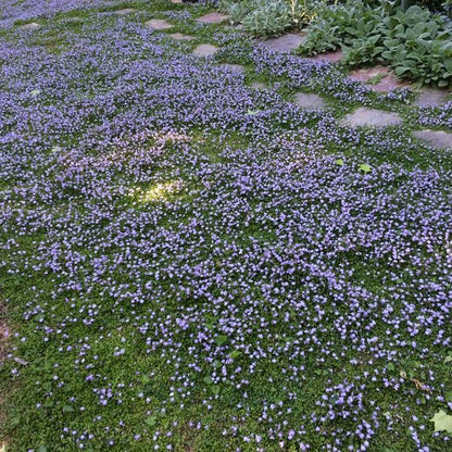 Creeping Thyme Seeds for Four Seasons✨Create Your Perfect Lawn Here🌼Tread On Me Evergreen Groundcover Collection