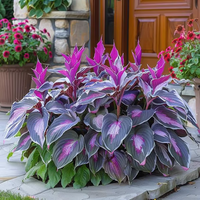 Purple Beauty