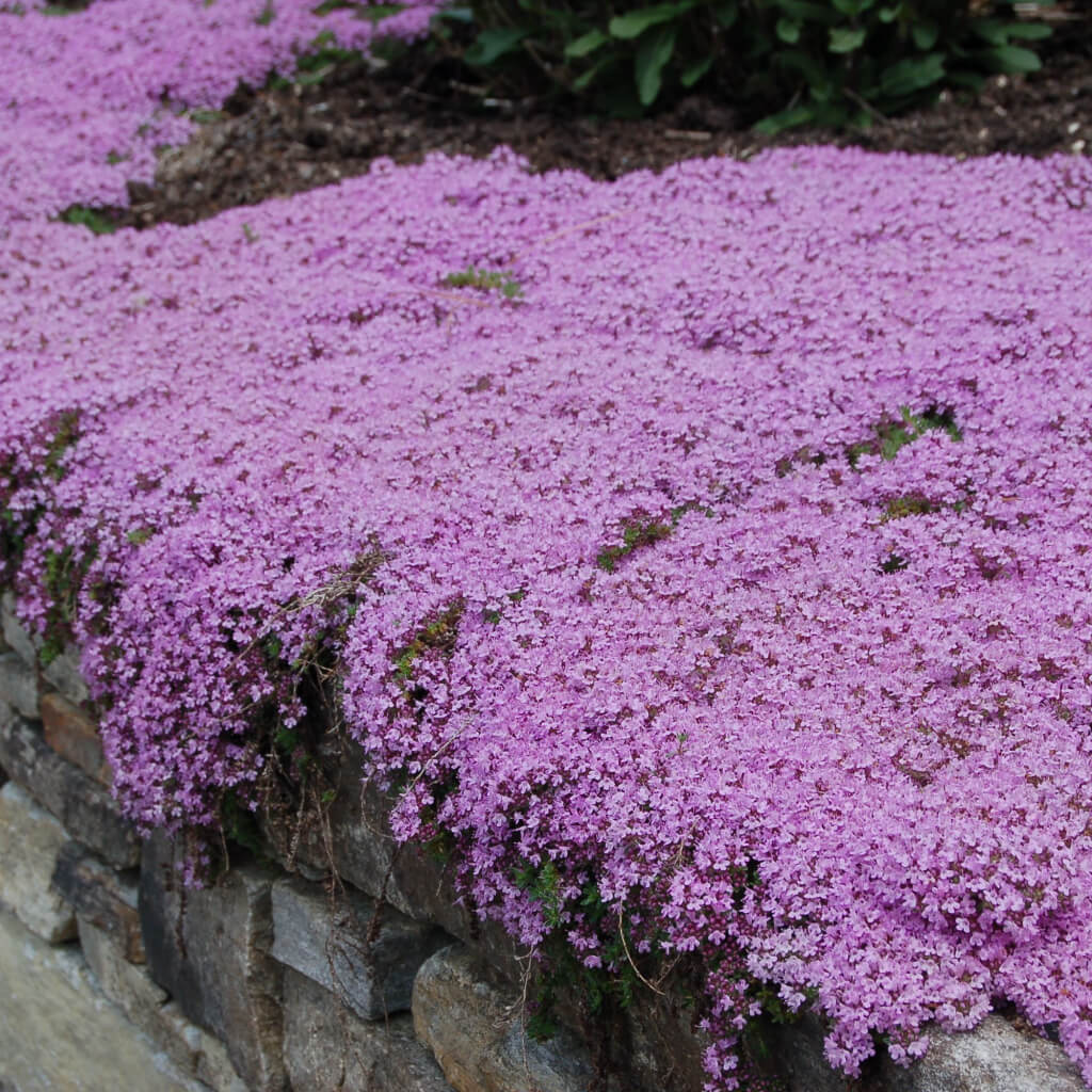 Creeping Thyme Seeds for Four Seasons✨Create Your Perfect Lawn Here🌼Tread On Me Evergreen Groundcover Collection