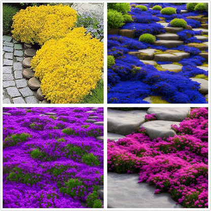 Creeping Thyme Seeds for Four Seasons✨Create Your Perfect Lawn Here🌼Tread On Me Evergreen Groundcover Collection