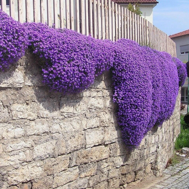 Creeping Thyme Seeds for Four Seasons✨Create Your Perfect Lawn Here🌼Tread On Me Evergreen Groundcover Collection